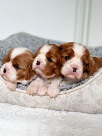 Cuccioli Cavalier King disponibili per Natale