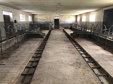 Stalla per bovini/ovini