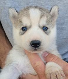 Siberian Husky con pedigree enci