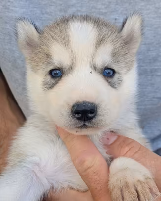 Siberian Husky con pedigree enci