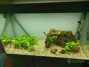 Acquario Askoll Ciano Emotions 100