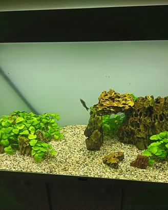 Acquario Askoll Ciano Emotions 100