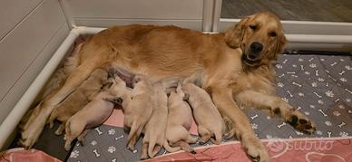 Cuccioli Golden Retriever