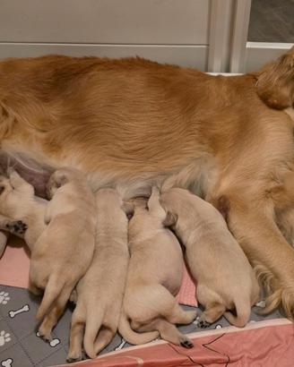 Cuccioli Golden Retriever