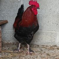 Galli Marans,Legbar, Australorp,Amrock