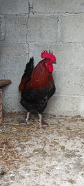 Galli Marans,Legbar, Australorp,Amrock