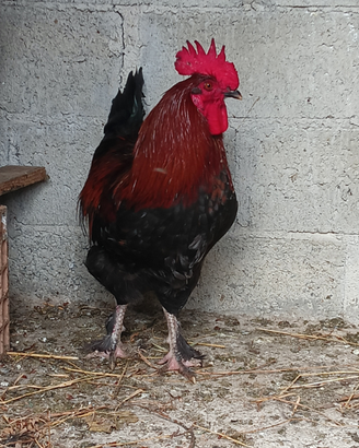 Galli Marans,Legbar, Australorp,Amrock