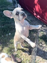 Bulldog francese