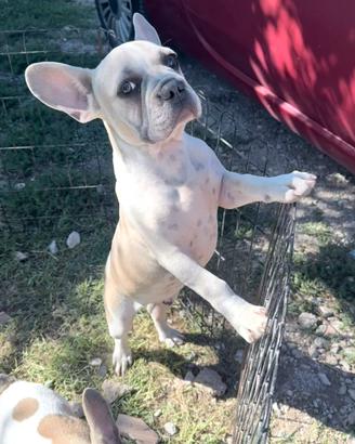 Bulldog francese