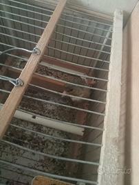 Cardellino ibrido