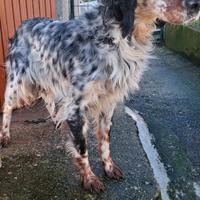 Cucciolata di setter inglese tricolore in arrivo