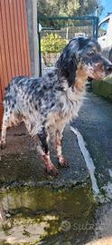 Cucciolata di setter inglese tricolore in arrivo