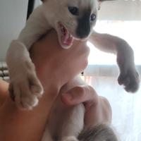 Siamesi cuccioli gattini purissima razza rara