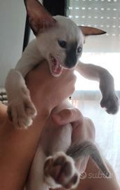 Siamesi cuccioli gattini purissima razza rara