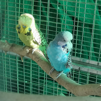 Cocorite ondulati inglesi