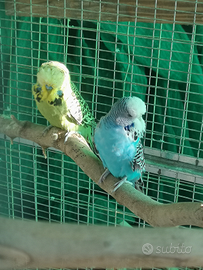 Cocorite ondulati inglesi