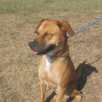 Adozione giovane simil labrador in canile