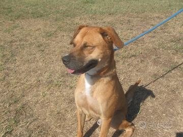 Adozione giovane simil labrador in canile