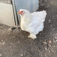 Galline brahma total bianco