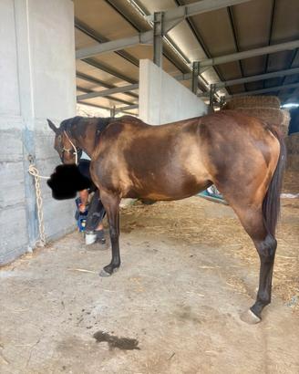 Cavalla PSI 4 anni