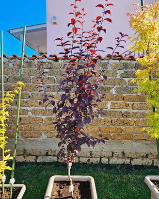 Prunus cerasifera pissardii Anguillara Sabazia