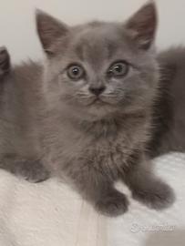 adorabili gattini British shortair 