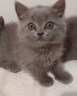 adorabili gattini British shortair 