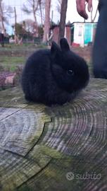 Cuccioli di coniglio nano olandese