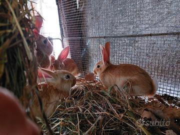 Conigli fulvo di borgogna