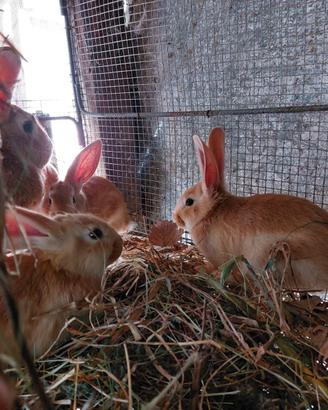 Conigli fulvo di borgogna
