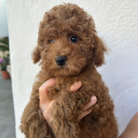 Barboncini Toy red con pedigree Enci