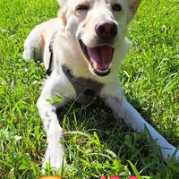 Simba il cucciolo sfortunato