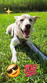 Simba il cucciolo sfortunato