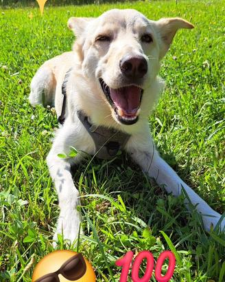 Simba il cucciolo sfortunato