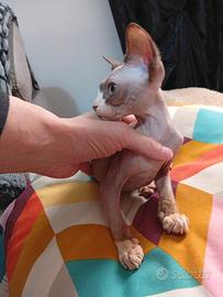 Canadian Sphynx maschio