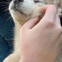 Cuccioli di Husky con pedigree ENCI