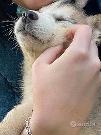 Cuccioli di Husky con pedigree ENCI