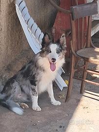 Border collie