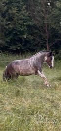 Cavallo criollo