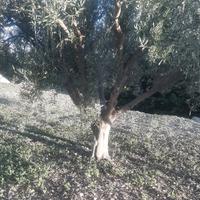 alberi d'oliva 