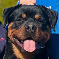 Cucciolone Rottweiler