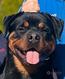 Cucciolone Rottweiler