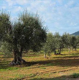 Terreno agricolo savutano