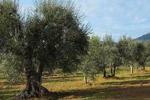 Terreno agricolo savutano