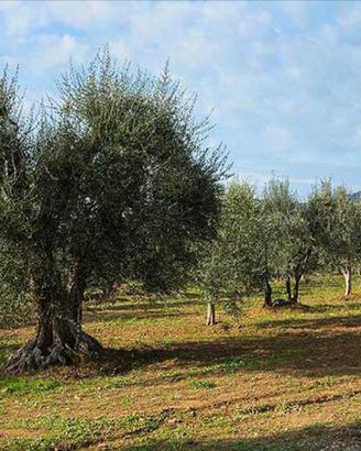 Terreno agricolo savutano