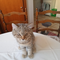 Scottish Fold e Scottish Straight