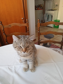 Scottish Fold e Scottish Straight