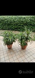 Aloe arborescens piante adulte 