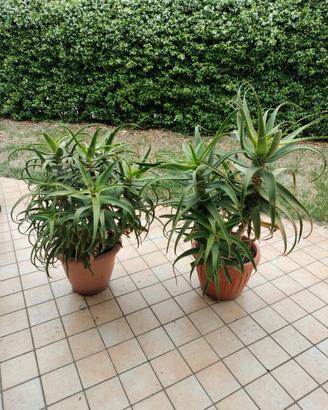 Aloe arborescens piante adulte 