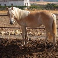 Puledro haflinger 2 Anni